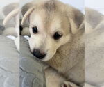 Small #3 Siberian Husky