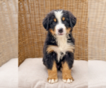 Small #2 Bernese Mountain Dog