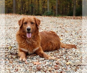 Golden Retriever Puppy for Sale in JONES, Michigan USA