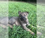 Puppy Puppy 3 German Shepherd Dog