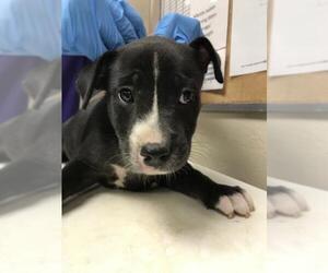 American Pit Bull Terrier-Unknown Mix Dogs for adoption in Conroe, TX, USA