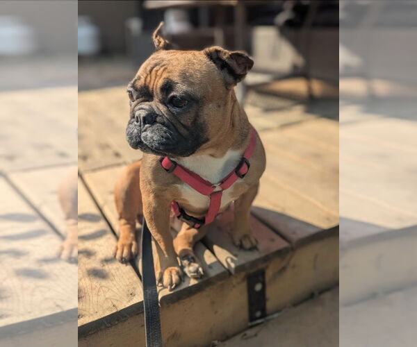 Medium Photo #1 French Bulldog Puppy For Sale in Brights Grove, Ontario, Canada