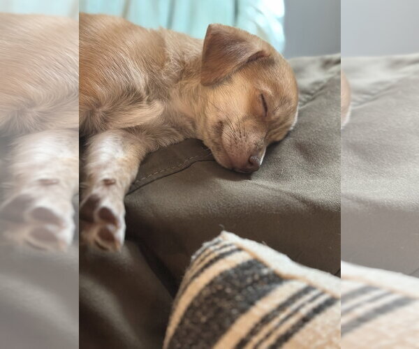 Medium Photo #2 Chihuahua-Unknown Mix Puppy For Sale in Forest, VA, USA