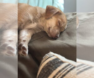 Hobbes - Male Chihuahua-Unknown Mix Dog for Adoption - Photo #2