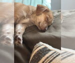 Small Photo #2 Chihuahua-Unknown Mix Puppy For Sale in Forest, VA, USA