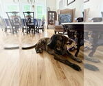 Small Photo #12 Mutt Puppy For Sale in Oak Bluffs, MA, USA