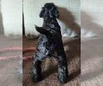 Small #6 Schnauzer (Miniature)