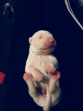 Medium Photo #6 Dogo Argentino Puppy For Sale in LUTZ, FL, USA