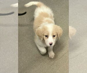 Mutt Dogs for adoption in Sterling, MA, USA