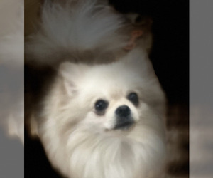 Father of the Chiranian puppies born on 07/31/2026