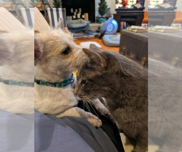 Medium Photo #7 Mutt Puppy For Sale in Arlington, VA, USA