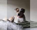 Small #10 Beagle Mix