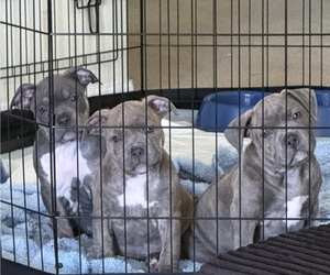 American Bully Litter for sale in PALM COAST, FL, USA