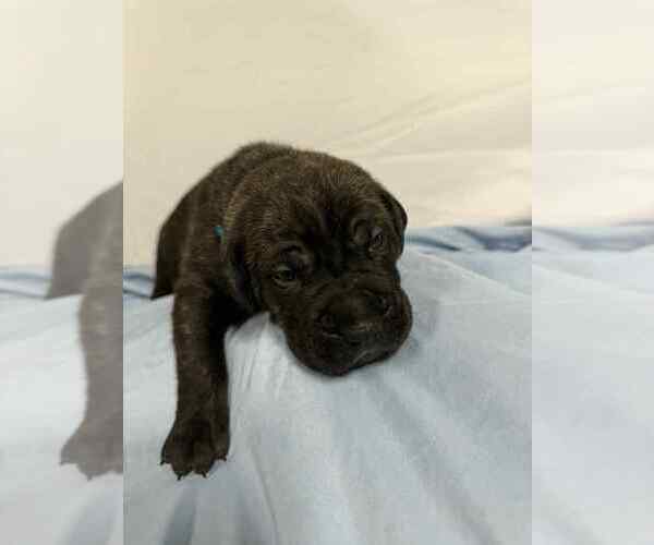 Medium Photo #2 Cane Corso Puppy For Sale in CAMBY, IN, USA