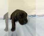 Small #1 Cane Corso