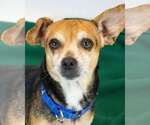 Small Photo #3 Cheagle Puppy For Sale in Kennesaw, GA, USA