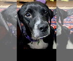 Small Photo #2 Labrador Retriever-Unknown Mix Puppy For Sale in Royal Palm Beach, FL, USA