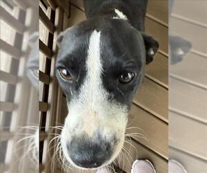 Labrador Retriever-Unknown Mix Dogs for adoption in Conroe, TX, USA