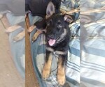 Small Photo #3 German Shepherd Dog Puppy For Sale in RICHMOND, KY, USA