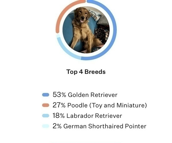 Medium Photo #1 Goldendoodle (Miniature) Puppy For Sale in GROVE CITY, OH, USA