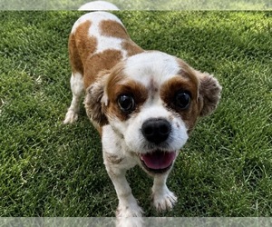 Mother of the Cavalier King Charles Spaniel puppies born on 07/02/2026