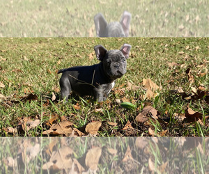 French Bulldog Puppy for sale in LOCUST GROVE, GA, USA