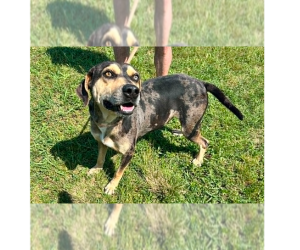 Medium Photo #9 Mutt Puppy For Sale in Abbeville, LA, USA