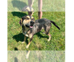 Small Photo #9 Mutt Puppy For Sale in Abbeville, LA, USA