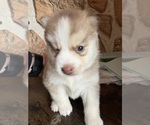 Small #6 Pomsky
