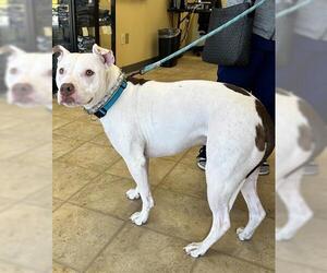 Mutt Dogs for adoption in Norfolk, VA, USA