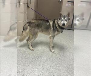 Siberian Husky-Unknown Mix Dogs for adoption in Conroe, TX, USA