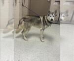 A432659 - Male Siberian Husky-Unknown Mix Dog for Adoption - Small photo