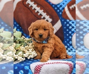 Goldendoodle (Miniature) Puppy for sale in QUARRYVILLE, PA, USA