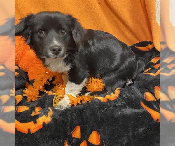Medium Photo #1 Mutt Puppy For Sale in Modesto, CA, USA