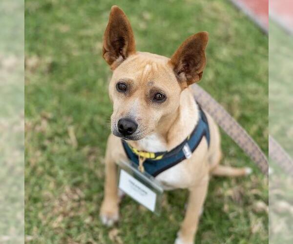 Medium Photo #4 Chihuahua-Whippet Mix Puppy For Sale in San Diego, CA, USA