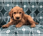 Small Photo #7 Goldendoodle-Poodle (Standard) Mix Puppy For Sale in LAKELAND, FL, USA