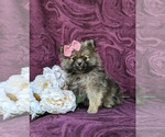 Small #2 Pomeranian