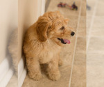 Small Photo #11 Goldendoodle Puppy For Sale in BAY VIEW, WI, USA