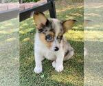 Small #5 Aussie-Corgi