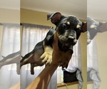 Small #6 American Bully