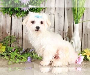Maltese Puppy for sale in MOUNT VERNON, OH, USA