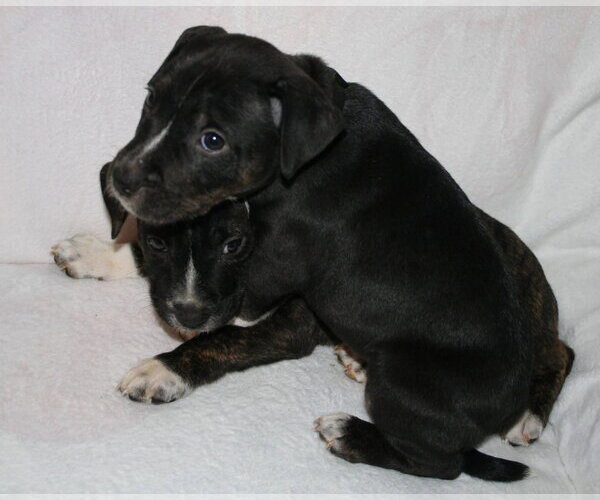 Medium Photo #2 American Staffordshire Terrier-Unknown Mix Puppy For Sale in Holly Springs, NC, USA