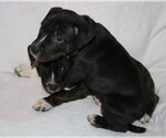 Small #1 American Staffordshire Terrier Mix