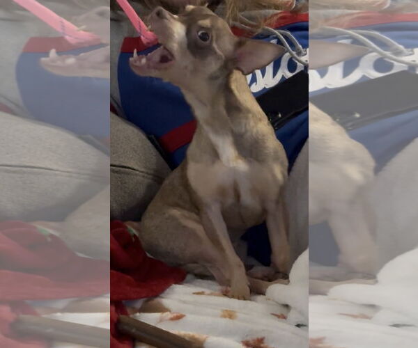 Medium Photo #4 Chihuahua-Unknown Mix Puppy For Sale in Sanford, FL, USA