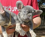 Small French Bulldog