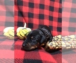 Small Photo #18 Doberman Pinscher Puppy For Sale in WESTON, WI, USA