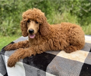 Poodle (Standard) Puppy for sale in STOKESDALE, NC, USA