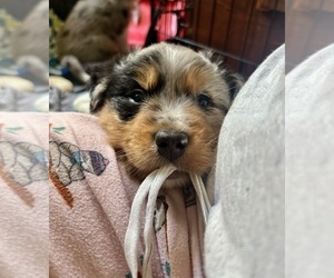 Medium Australian Shepherd