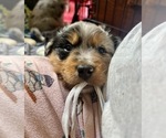 Puppy TJ Australian Shepherd