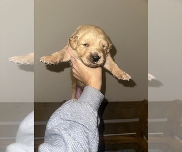 Medium Photo #10 Golden Retriever Puppy For Sale in CONCORD, VA, USA